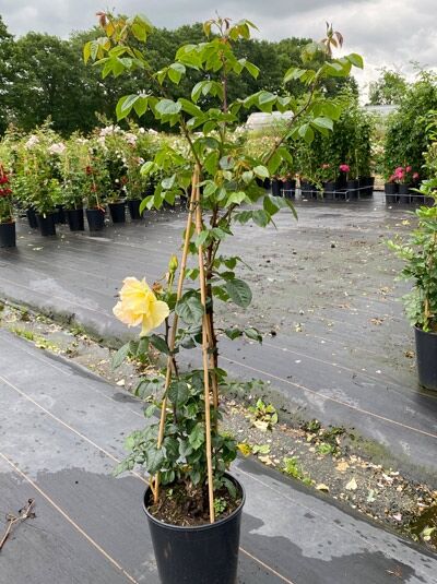 Kletterrose Rosa 'Dukat' (C5) im Topf, aufgebunden am Stab, mit gelber Blüte und grünen Blättern.