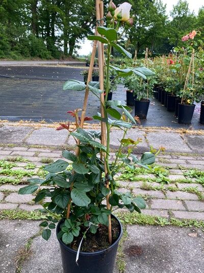 Rosa 'Uetersener Klosterrose' / Kletterrose 'Uetersener Klosterrose' C5, im Topf am Stab, mit Knospen und rosa Blüte