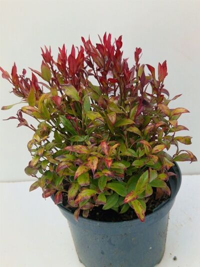 Leucothoe axillaris 'Red Lips' (Traubenheide) im C2-Topf, 25-30 cm, kompakter Strauch mit grün-roten Blättern und roten Triebspitzen