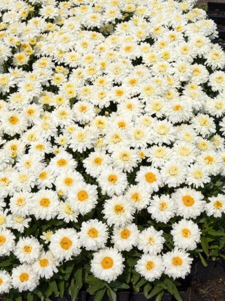 Edelweiß Margerite 'Macaroon ®' / Leucanthemum superbum 'Macaroon ®'