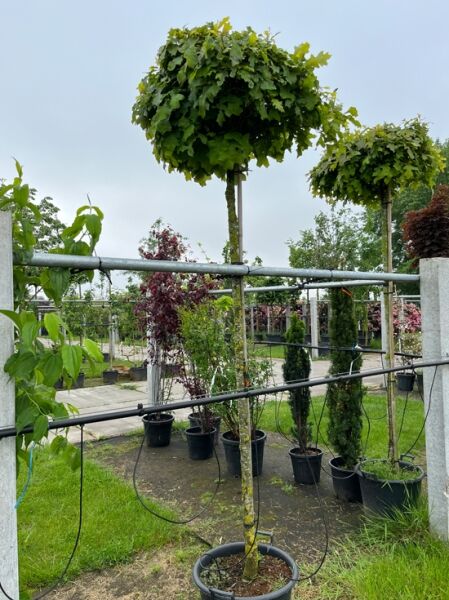Quercus palustris 'Green Dwarf' Kugelsumpfeiche am Stamm im Container, kugelige Krone, ca. 200 cm, Stammumfang 14-16 cm