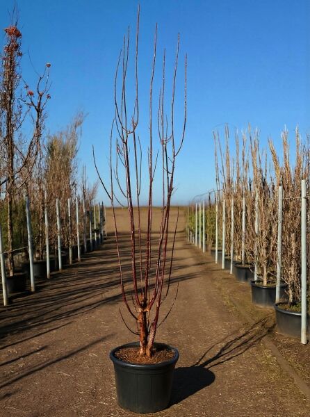 Prunus serrula 'Branklyn' / Zierkirsche 'Branklyn' 300-350 cm C50, mehrstämmiger Jungbaum im Container mit kahlen Trieben.