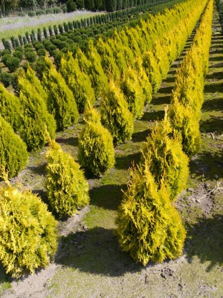 Lebensbaum 'Jantar' / Thuja occidentalis 'Jantar'