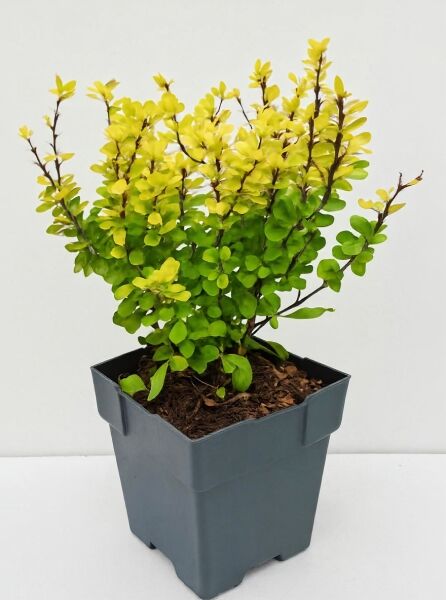 Hecken-Berberitze Berberis thunbergii 'Golden Rocket' P9, Topfpflanze mit gelbgrünem Laub im Pflanztopf.