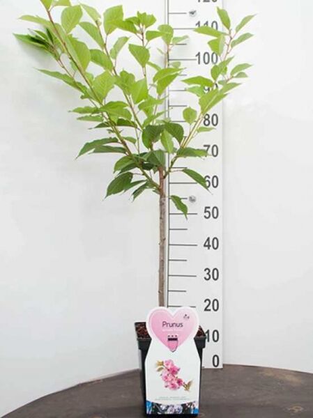 Prunus serrulata 'Kanzan' – Japanische Nelken-Kirsche/Japanische Blütenkirsche, 50 cm Stamm im Topf (C5)