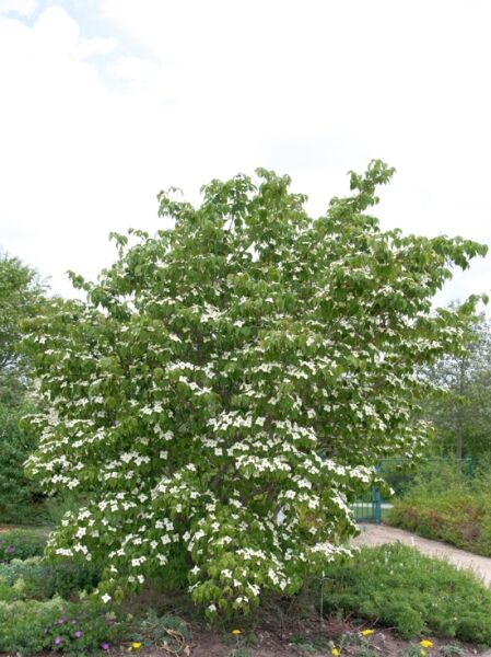 Japanischer Blumen-Hartriegel 'Kreuzdame' / Cornus kousa 'Kreuzdame'