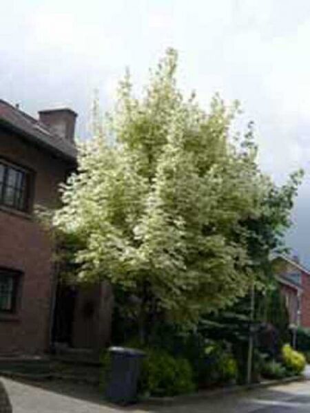 Spitz-Ahorn 'Drummondii' / Acer platanoides 'Drummondii'
