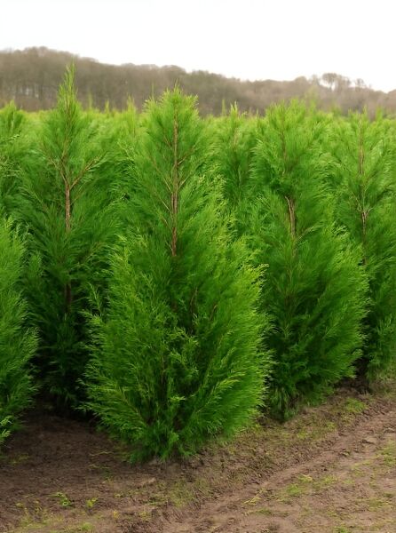 Thuja plicata 'Atrovirens' / Riesen-Lebensbaum 'Atrovirens' 125-150 cm m. B., aufrecht wachsendes, grünes Nadelgehölz im Feld.
