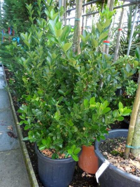 Euonymus japonicus (Japanischer Spindelstrauch) im Topf C25, 100–125 cm, dicht buschiger Strauch mit grünen, glänzenden Blättern