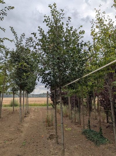 Pflaumenblättriger Weißdorn 'Splendens' (Crataegus persimilis / prunifolia) Hochstamm 12-14 StU mit Drahtballen?