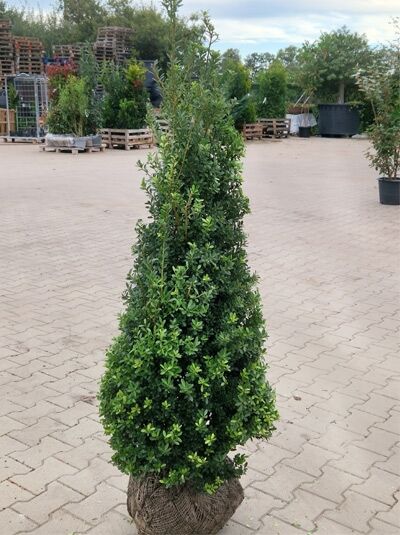 Ilex crenata 'Dark Green'® Kegel / Buchsblättrige Japanische Hülse 'Dark Green'® Kegel, 100–120 cm, mit Drahtballen.