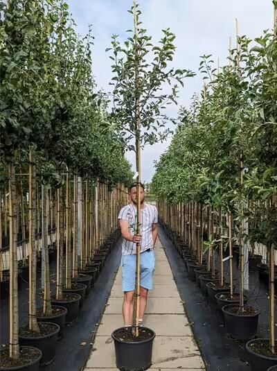 Malus domestica 'Bramley's Seedling' / Apfel 'Bramley's Seedling' Hochstamm im Container, junger Baum mit Stamm und Krone am Stützpfahl