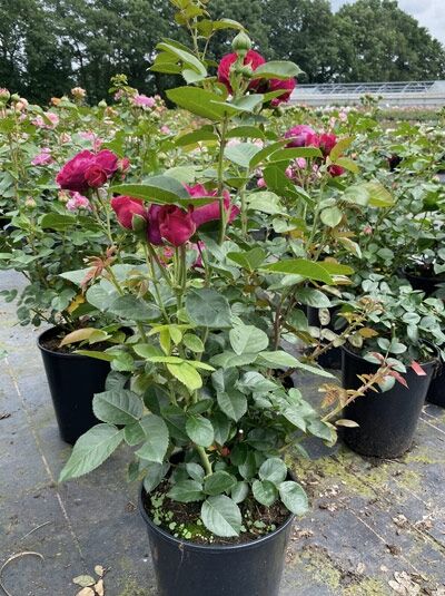 Edelrose 'Ascot' / Edelrose 'Ascot'