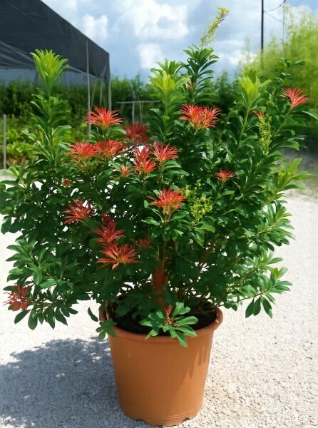 Pieris japonica 'Mountain Fire' / Japanische Lavendelheide 'Mountain Fire', Strauch im Topf mit grünem Laub und rotem Austrieb