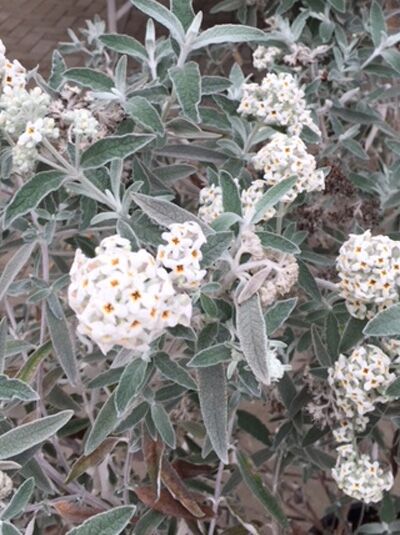 Schmetterlingsstrauch 'Silver Anniversary' / Buddleja davidii 'Silver Anniversary'