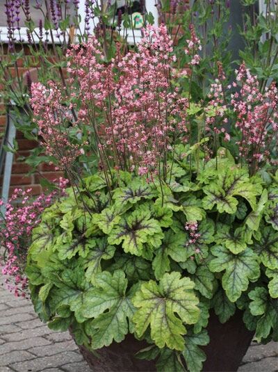 Helles Purpurglöckchen 'Tapestry' / Heucherella alba 'Tapestry'