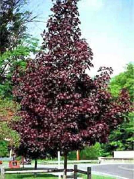 Blut-Ahorn 'Crimson King' / Acer platanoides 'Crimson King'