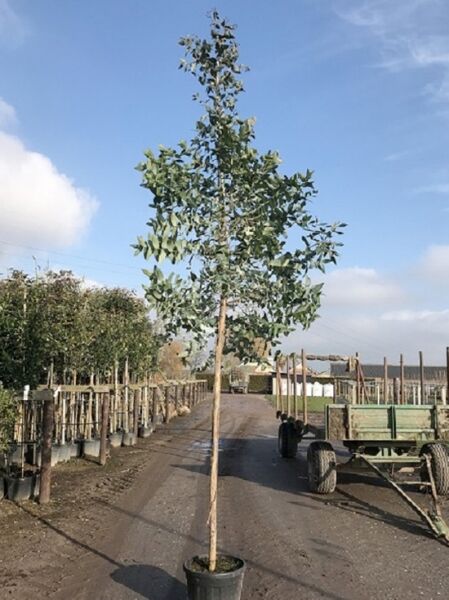 Blauer Eukalyptus / Tasmanischer Blaugummibaum / Fieberbaum / Blauer Eukalyptus / Tasmanischer Blaugummibaum / Fieberbaum