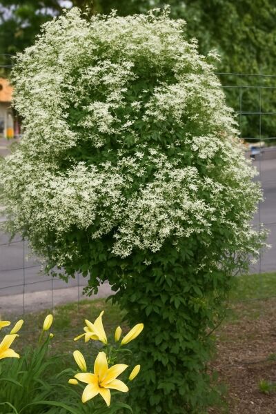Brennende Waldrebe / Mandel-Waldrebe / Brennende Waldrebe / Mandel-Waldrebe