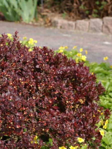 Berberis thunbergii 'Atropurpurea Nana' / Zwerg-Blutberberitze