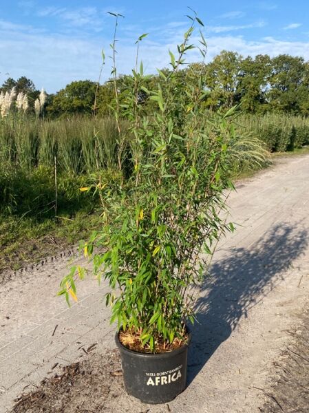grasgrüner Mähnenbambus 'Green Lion' ® / grasgrüner Mähnenbambus 'Green Lion' ®