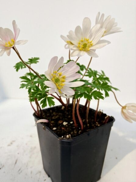 Strahlenanemone Anemone blanda 'White Splendour' im P9-Topf mit weißen Blüten, gelber Mitte und grünem, gelapptem Laub