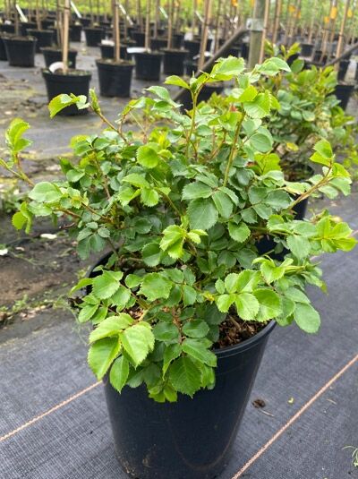 Strauchrose Rosa „Eye to Eye“™ im 5?Liter-Container (C5) mit dichtem, grünem Laub im Topf.