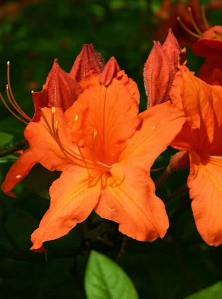Laubabwerfende Azalee Azalea luteum 'Barselik' (Knap-Hill) mit orangefarbenen Blüten und Knospen in Nahaufnahme.