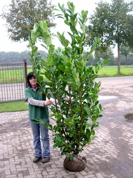 Prunus laurocerasus 'Novita' / Kirschlorbeer 'Novita' 200-225 cm m. B., hoher Strauch mit glänzend grünen Blättern, Ballenware