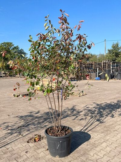Kupfer-Felsenbirne 200 - 250 cm Schirmform / Amelanchier lamarckii (1577383)