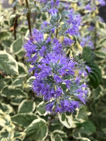 Caryopteris clandonensis 'White Surprise' / Weißbunte Bartblume 'White Surprise' mit violetten Blüten und weiß panaschierten Blättern