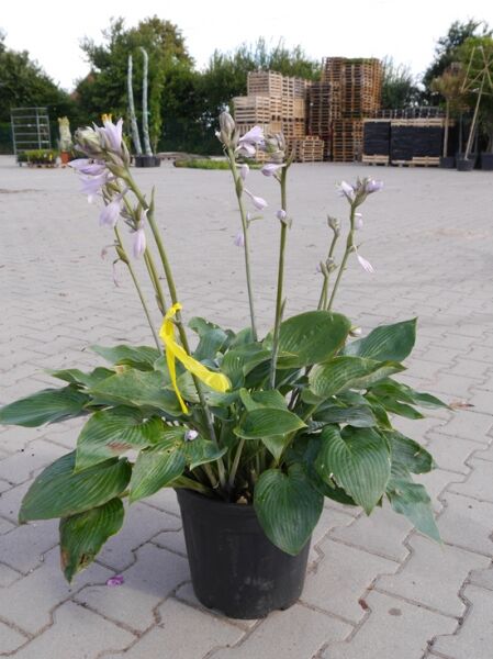 Blaugraue Funkie 'Dress Blues' / Blaugraue Funkie 'Dress Blues'