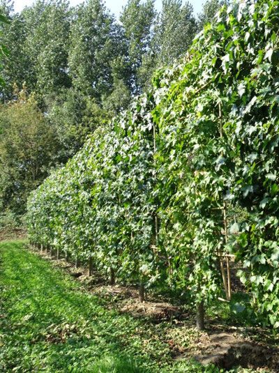 Amerikanischer Amberbaum 'BodenSpalier' H250 B160 T20 (Stamm 50 cm)