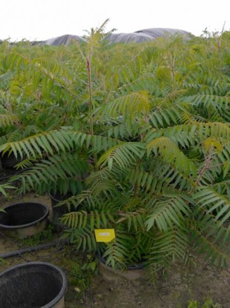 Essigbaum / Hirschkolben-Sumach / Essigbaum / Hirschkolben-Sumach