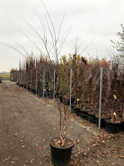 Betula nigra (Schwarz-Birke/Fluss-Birke) 200-250 cm C35, laubabwerfender Jungbaum im Container mit mehrtriebigem Stamm.
