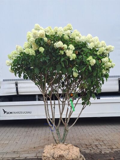 Rispen-Hortensie &#039;Polar Bear ®&#039; &#039;Schirmform&#039; 140-160 cm / Hydrangea paniculata &#039;Polar Bear ®&#039; (1567262)