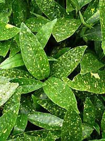 Japanische Aukube 'Variegata' / Goldorange / Aucuba japonica 'Variegata'