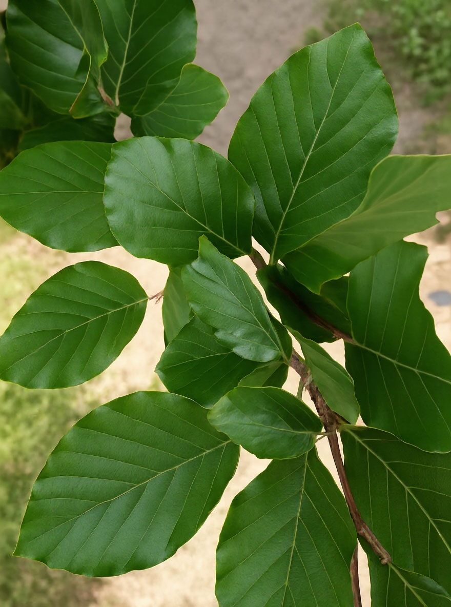 Sulen-Buche 'Dawyck' - Fagus sylvatica 'Dawyck' - Baumschule NewGarden