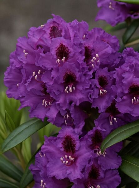 Rhododendron Hybride 'Mogambo' (Rhododendron 'Mogambo') mit violetten Blüten und dunkler Zeichnung im Blüteninneren.