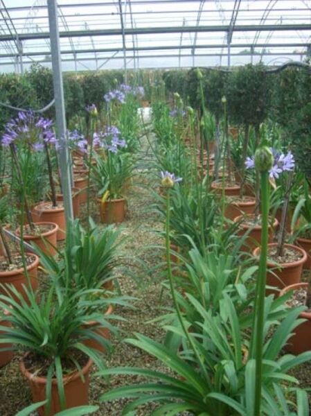 Blaue Schmucklilie / Blaue Liebesblume / Blaue Schmucklilie / Blaue Liebesblume