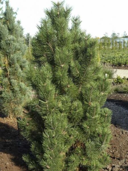 Pinus mugo 'Green Column' / Berg-Kiefer 'Green Column'