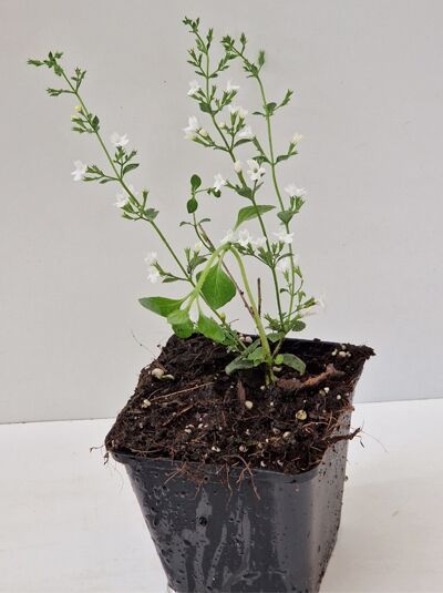 Calamintha nepeta „Weißer Riese“ (Garten-Steinquendel) im P9 Topf, aufrechte Triebe mit kleinen weißen Blüten und grünen Blättern.