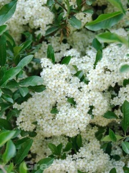 Pyracantha 'Orange Glow' / Feuerdorn 'Orange Glow'