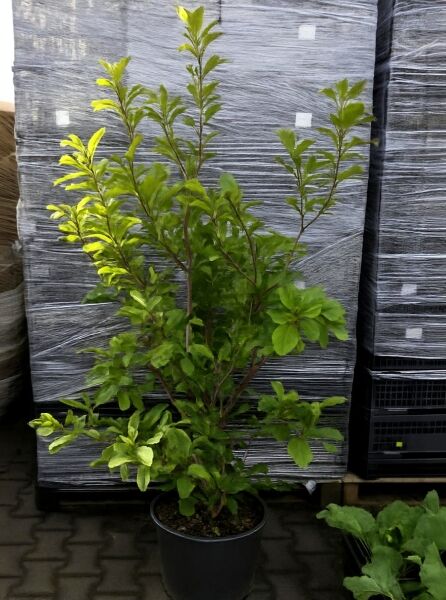 Magnolia stellata 'Rosea' / Stern-Magnolie 'Rosea' 150-175 cm C50, mehrtriebiger Strauch im Container mit grünem Laub