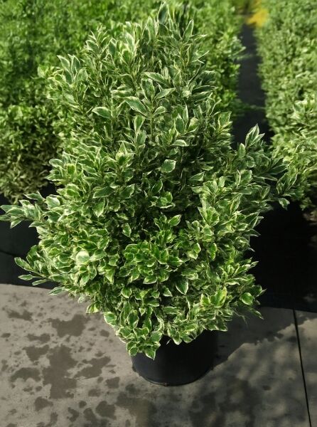 Japanischer Spindelstrauch (Euonymus japonicus) 'Bravo', 60–80 cm, C15, buschiger Strauch im Topf mit grün-weiß panaschiertem Laub.