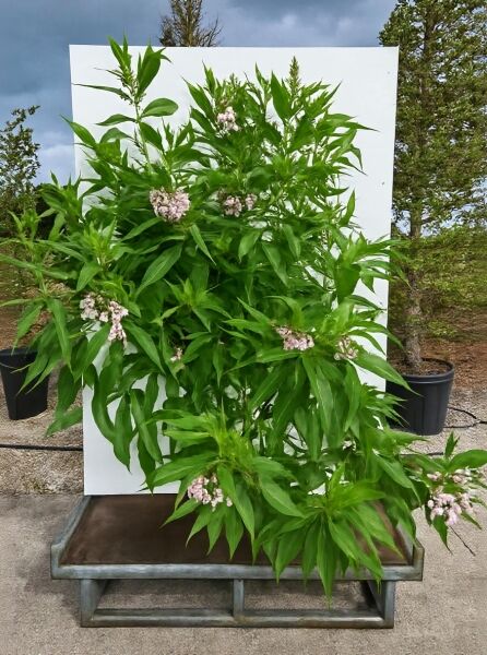 Schmalblättriger Trompetenbaum (Chitalpa tashkentensis) 'Summer Bells', 175–200 cm C20, mit grünem Laub und rosafarbenen Blütenrispen.