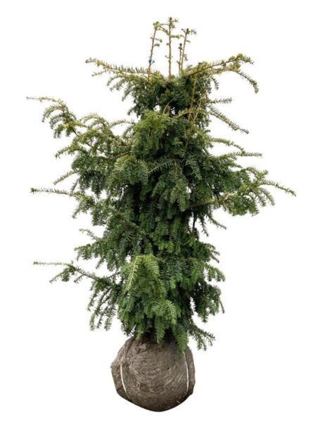 Gelbe Adlerschwingen-Eibe / Taxus baccata 'Dovastoniana Aurea'