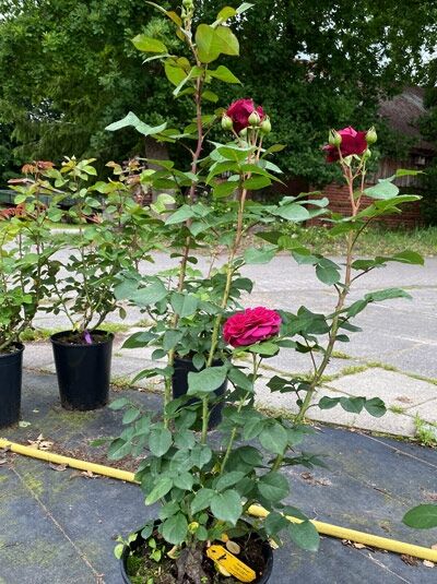 Rosa 'Deep Secret'® (Edelrose) im Topf C5, roter Blüte und Knospen, aufrechte Triebe mit grünem Laub.