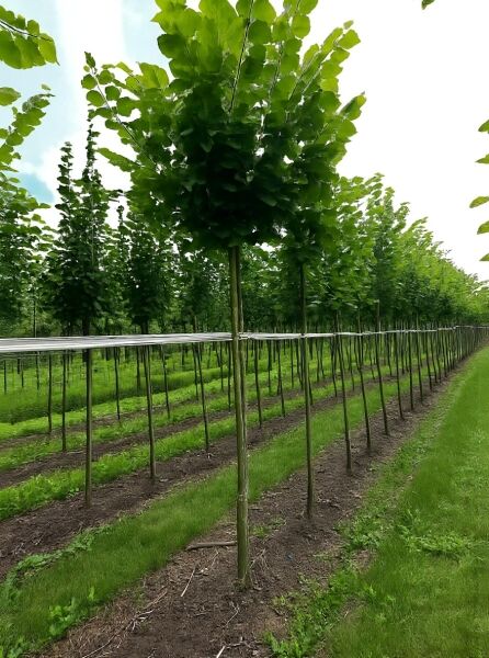 Tilia cordata / Winter-Linde Hochstamm 12-14 StU mit Drahtballen, Baum mit rundlich erzogener Krone und grünem Laub.