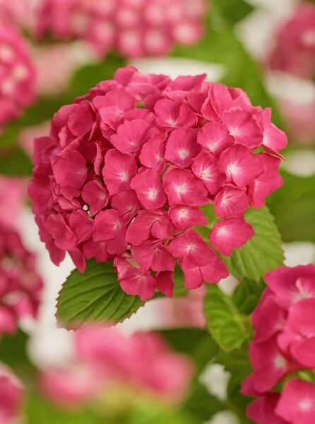 Bauern-Hortensie Hydrangea macrophylla 'Red Baron' mit dichtem, kugeligem Blütenstand in Rotpink und grünen Blättern.
